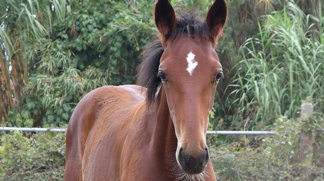 ​Si chiama Corri La Vita: è il figlio di Varenne