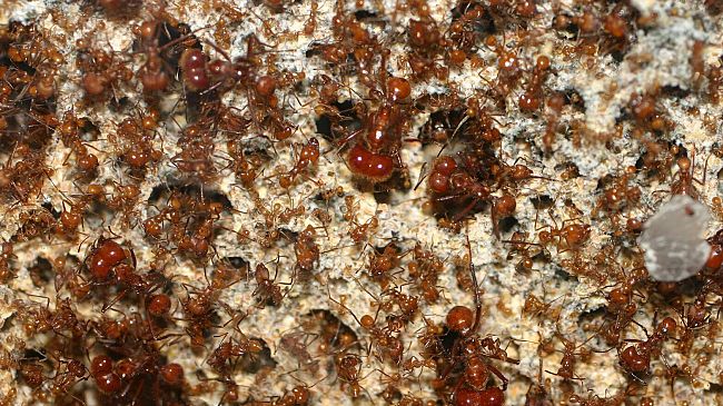 Resistenza agli antibiotici: la lezione dei batteri plastici alleati delle formiche tropicali