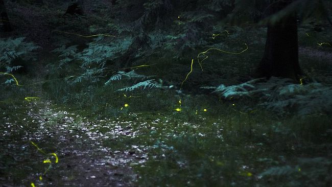 La notte delle lucciole: grandi e piccini nella natura di Vallombrosa
