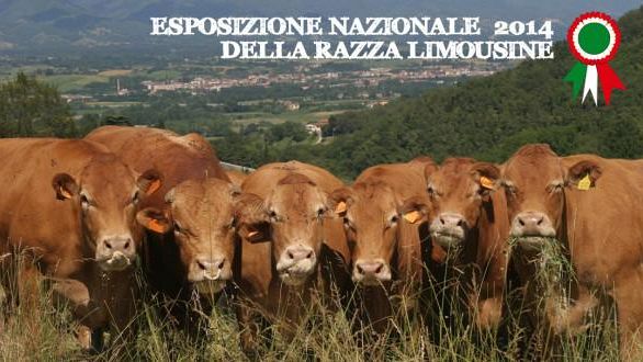 Fiera Agricola Mugellana, dal latte alle razze pregiate