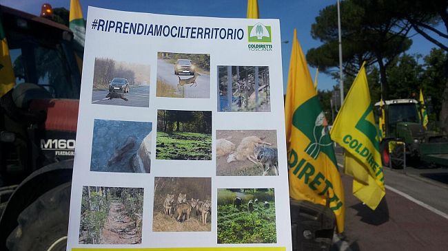 Toscana sotto scacco: paura nei campi e in città, selvatici in aumento