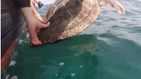 Tartarughe marine: al via la campagna 2019 