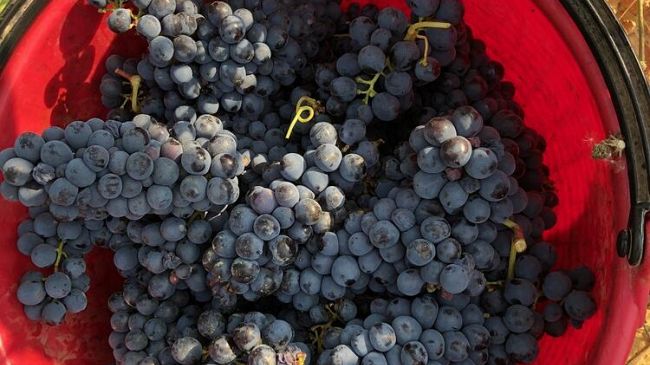 Produzione di vino Chianti: novità all'orizzonte