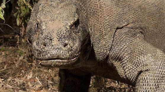 Progetto di ricerca del Dipartimento di Biologia sul Varano di Komodo