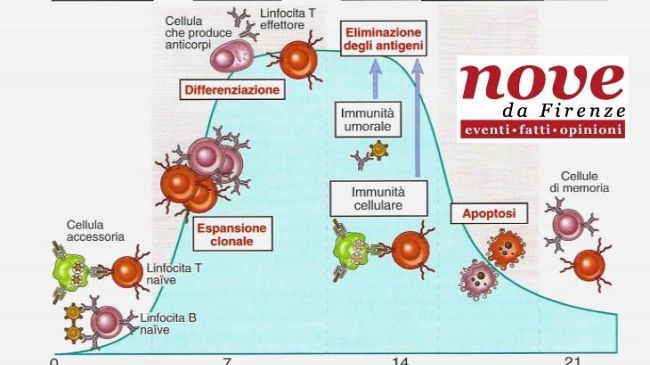 Meningite: gli antigeni e la copertura immunitaria, cosa c'è dentro