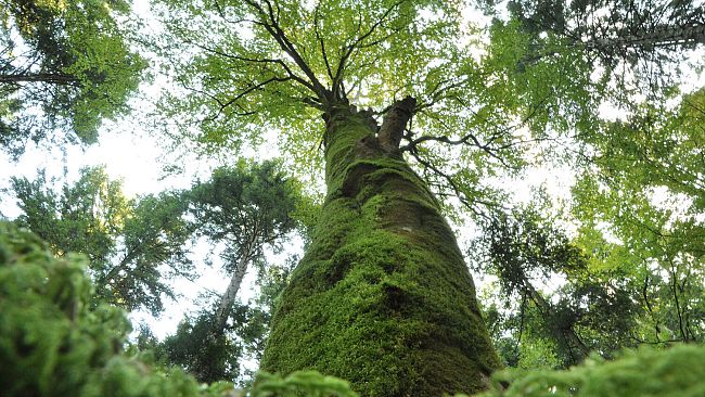 Patriarchi naturali nelle Foreste casentinesi