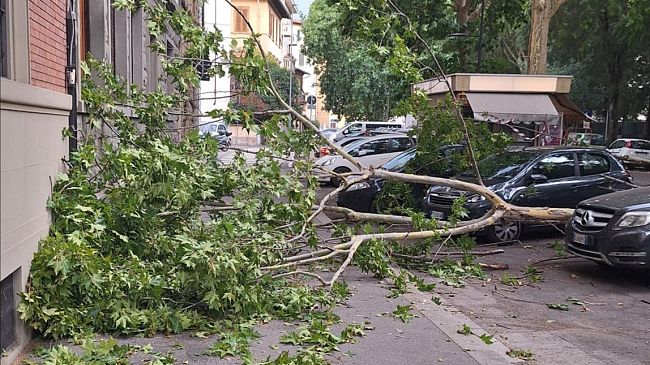 Raffiche di vento a Firenze, cade albero a Campo di Marte