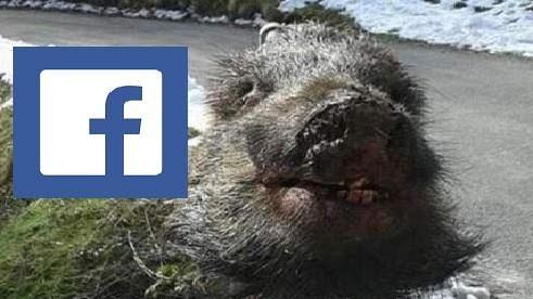 Cinghiale: testa mozzata su Facebook, ira degli animalisti