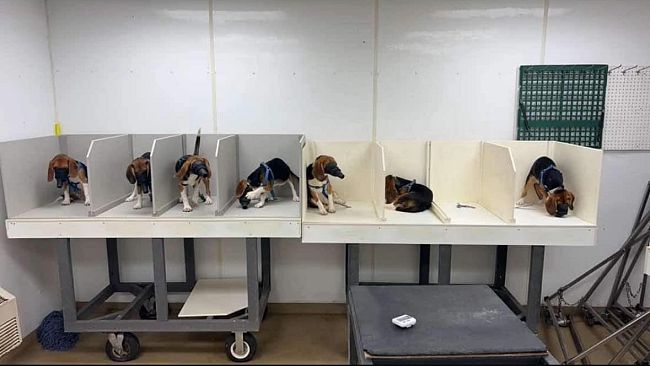 Ancora un rinvio per il divieto di sperimentazione animale