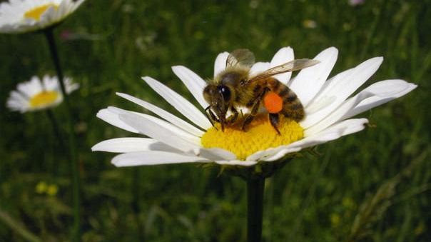 Api, ecco come colpisce il parassita