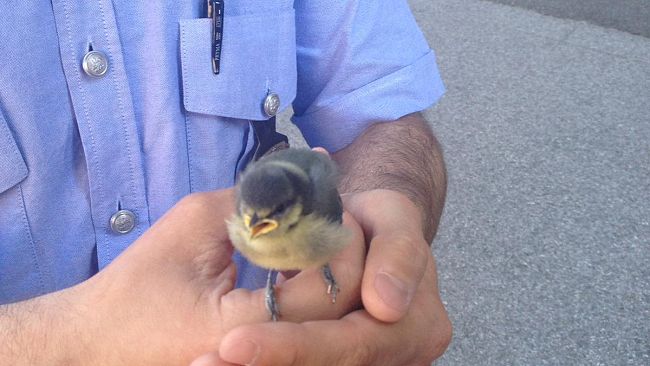 Pulcino di cinciallegra salvato dalla Municipale