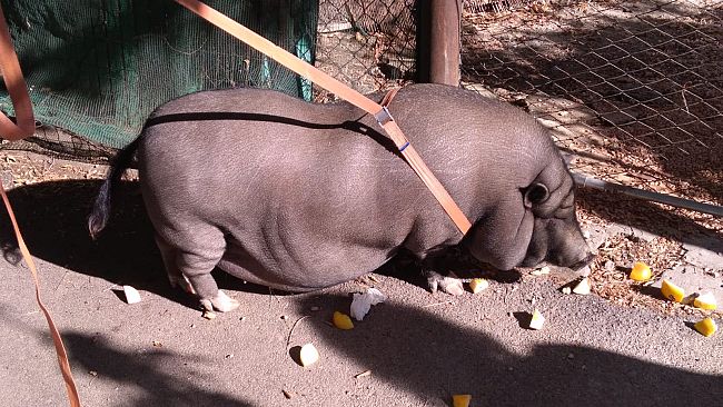 Maiale thailandese di 100 chili a spasso per via di Legnaia