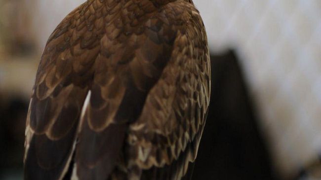 Belli e Rapaci: falchi e falconieri a Mondo Caccia