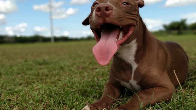 Sequestro e ricovero al canile: protagonista di episodi di aggressione