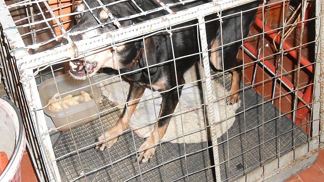 La storia a lieto fine del meticcio ingabbiato