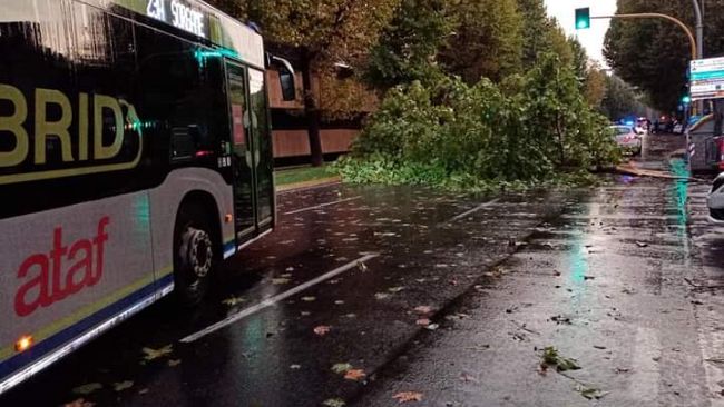 Cadono troppi alberi, Palazzo Vecchio studia un piano di sostituzione