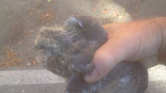 Abbattimento degli alberi: nuove interrogazioni