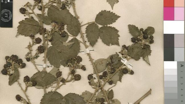 Lo ‘scrigno’ delle erbe tropicali compie 100 anni