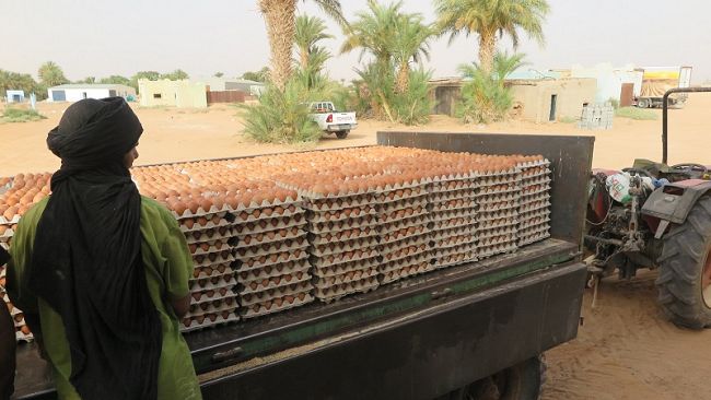 Veterinari toscani nei campi profughi Saharawi