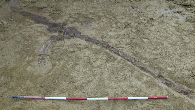 Ritrovato lo scheletro fossile di un cetaceo pliocenico