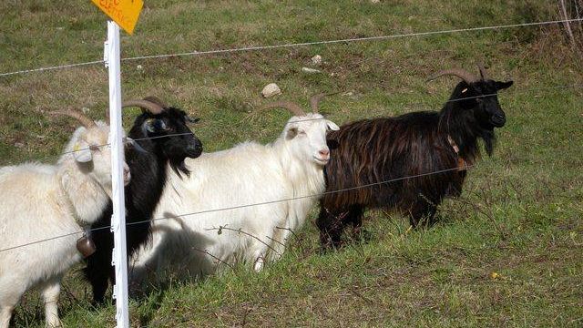 Il taglio dell'erba? Affidato alle capre del cashmere di Radda
