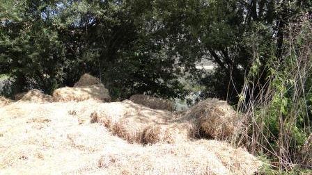 Firenze: riva dell'Arno a rischio incendio