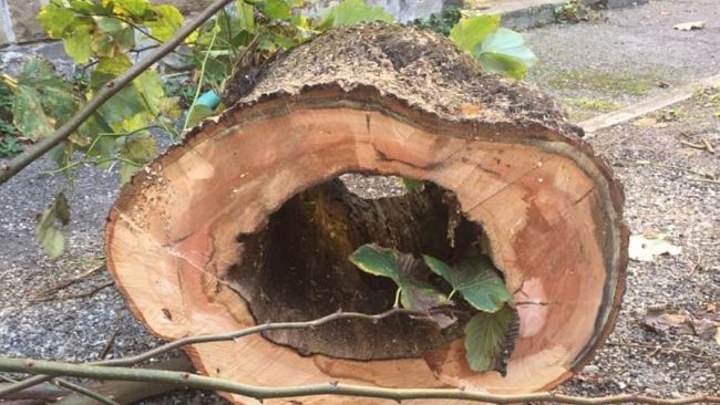 Prato, parte la lotta  al tarlo asiatico