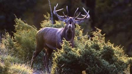 Cervi e lupi nel Parco delle Foreste Casentinesi