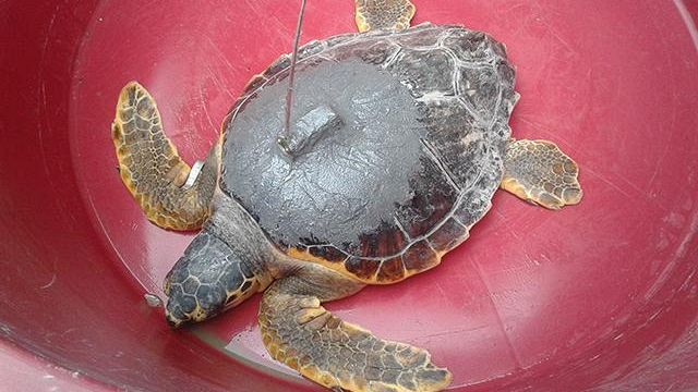 Proteggere le tartarughe marine seguendone le rotte con i satelliti