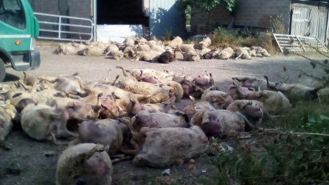 Lupi in Toscana: salvaguardia degli allevatori