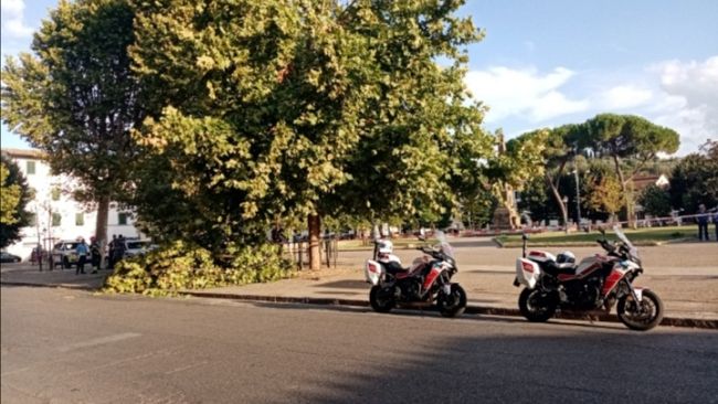 Galluzzo: cade ramo in piazza Acciaioli, ferita una ragazza 