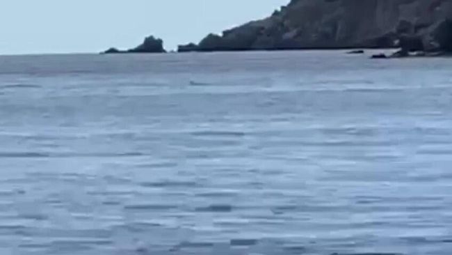 Foca Monaca avvistata all’isola di Capraia