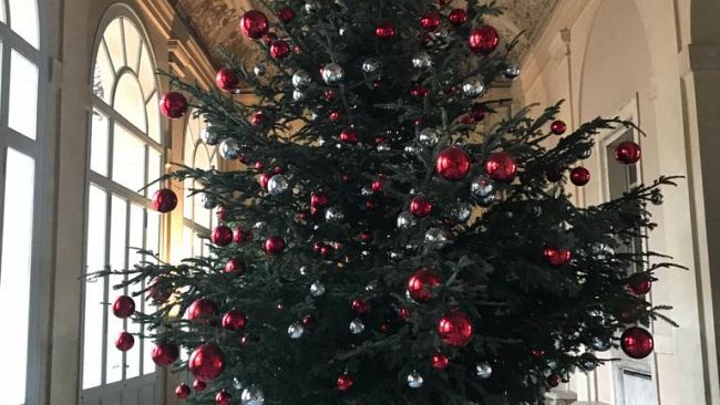 Natale: al Presidente della Repubblica due abeti della Foresta delle Montagne Fiorentine