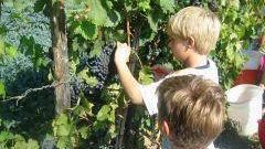 Festa della vendemmia: sabato la tradizionale svinatura alla Coop. Agr. Legnaia