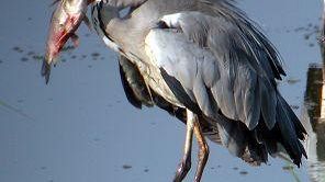 Padule di Fucecchio, aironi e ibis sotto osservazione