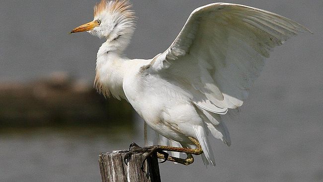 Cacciatore spara a due aironi e rischia condanna ad 8 mesi