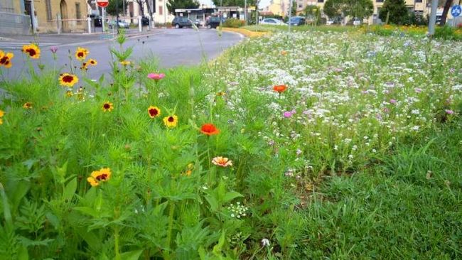 Invasioni botaniche: i fiori in città