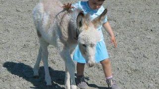 A San Salvi  domenica 15 ottobre ritorna La fattoria degli animali