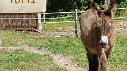 Autismo, un percorso onoterapico per i giovanissimi