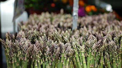 Agricoltura, bruciati dal gelo baccelli e asparagi toscani