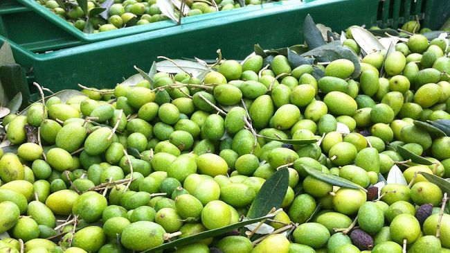 Il caldo avanza e le colture si adeguano: uliveti a ridosso delle Alpi