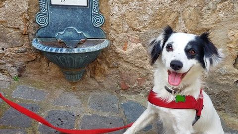 Come faccio a gestire il mio cane con questo caldo?