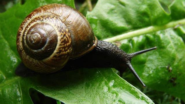 Coltivare in Toscana: 500mila ettari di terreni agricoli abbandonati