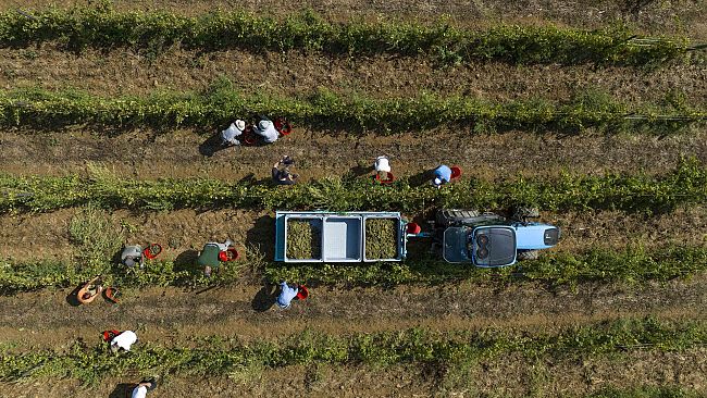 prove-di-vendemmia-in-toscana-la-versilia-la-prima-a-partire