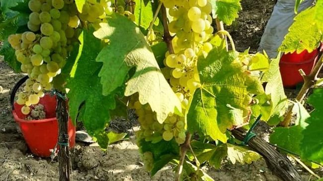 vendemmia-2025