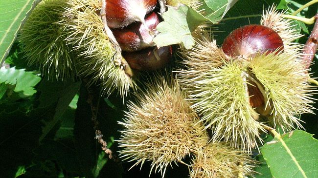 Un weekend di eventi tradizionali in Toscana