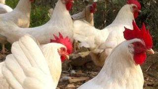 un-convegno-per-promuovere-la-gallina-di-livorno