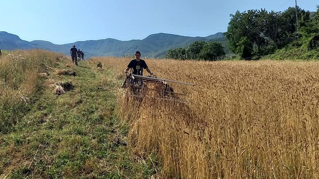 antica-festa-della-battitura-a-san-godenzo