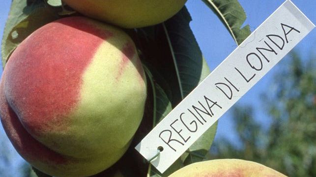 Londa: dal 7 al 9 settembre torna la Festa della Pesca Regina