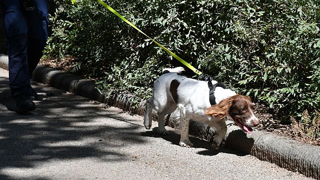 Cani antidroga Polizia municipale di Firenze: il fiuto di Viola